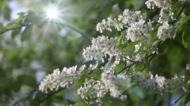 Prunus padus, kuşkirazı, böğürtlen, hagberry ya da mayday ağacı olarak da bilinir, gül familyasından bir çiçek bitkisidir. Yarışta çiçekleri olan bir tür alt cins Padus 'tur..