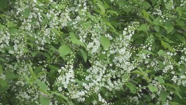 Prunus Prunus Prunus 메이데이 Mayday 나무로 알려진 식물이다 아메리카 너구리 — 비디오