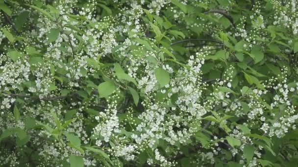 ハックベリー メイデーツリーとして知られているプルナスパドゥスは バラ科のバラの開花植物です 種小名のパドゥス Padus 総状花序に花をつけます — ストック動画