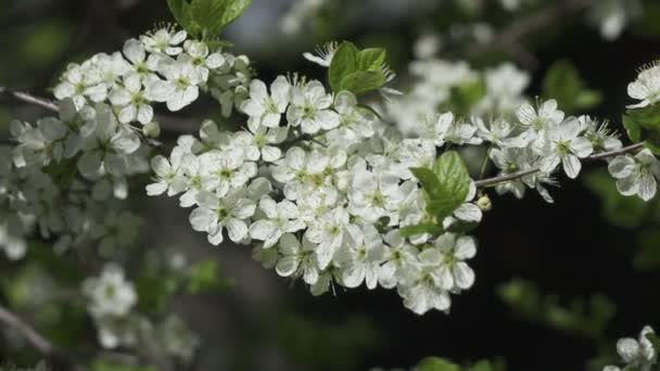 ハックベリー メイデーツリーとして知られているプルナスパドゥスは バラ科のバラの開花植物です 種小名のパドゥス Padus 総状花序に花をつけます — ストック動画