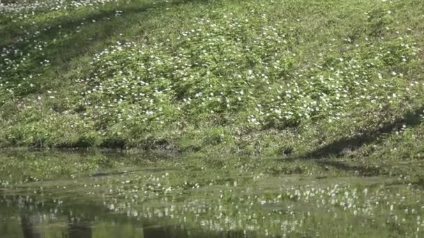 Gotas Neve Brancas Início Primavera Margem Lago Início Primavera Flor — Vídeo de Stock