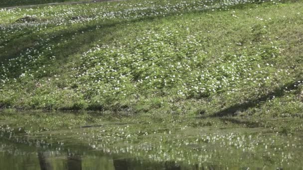 湖のほとりにある早春に白い雪が降り 春の森には早春の白い花を咲かせます 美しい山の雪の滴 — ストック動画