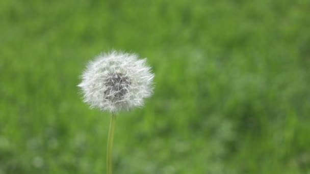 Slow Motion Fermer Soufflet Blanc Moelleux Est Balayé Par Les — Video