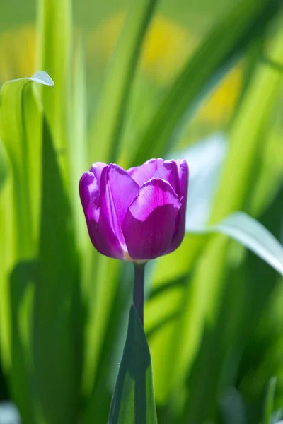 Tulipán Floreciente Con Pétalos Blancos Con Rayas Púrpura — Foto de Stock