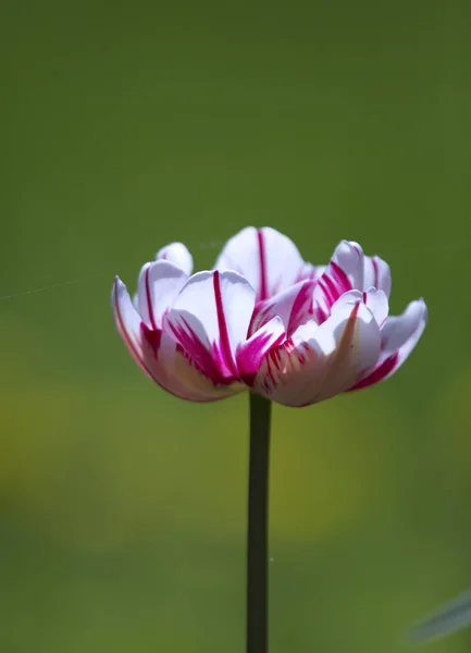 Цветущий Тюльпан Белыми Лепестками Фиолетовыми Полосками — стоковое фото