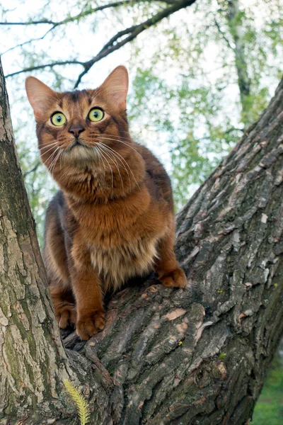 Nadýchaná Červená Kočka Plemeno Somálsko Parku Sedí Vidličce Stromě — Stock fotografie
