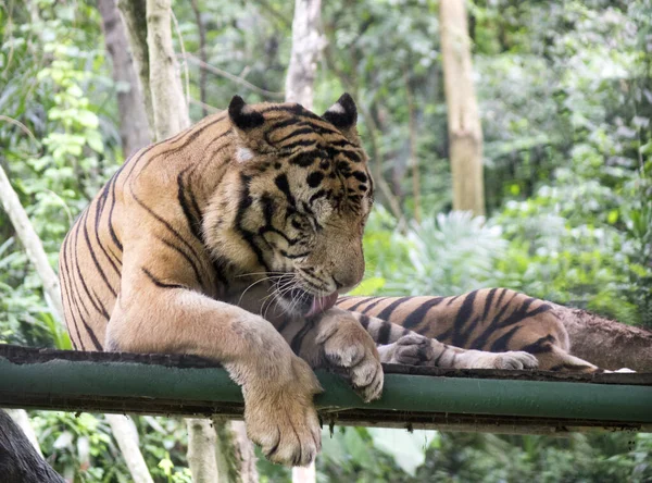 虎は洗って足を舐めて — ストック写真