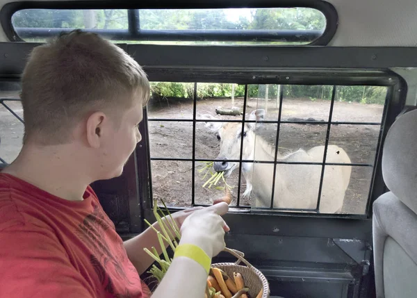 Giovane Safari Ride Nel Parco Alimenta Capriolo Carota — Foto Stock