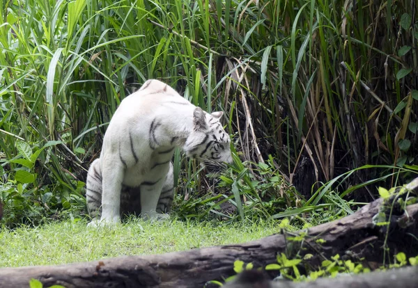 Tigre Blanc Assis Sur Fond Herbe Verte — Photo