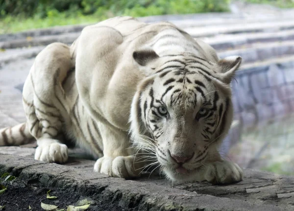 Белый Тигр Присел Перед Прыжком — стоковое фото