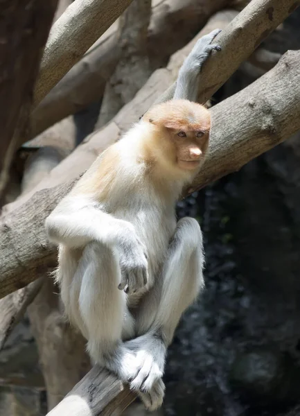 Proboscis Monkey Nasalis Larvatus Long Nosed Monkey — Stock Photo, Image