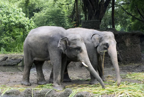 Två Elefanter Äter Gräs Bakgrunden Djungeln — Stockfoto