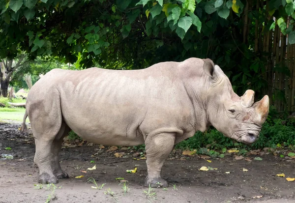 Rinoceronte Nel Parco Uno Sfondo Alberi — Foto Stock