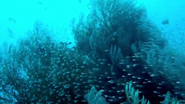 Scuba潜水 有色鱼和珊瑚礁的海底世界 热带珊瑚礁海洋 热带鱼类和珊瑚的美丽水下景观 — 图库视频影像