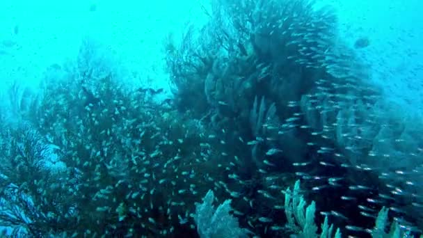 Tauchen Die Unterwasserwelt Des Meeres Mit Farbigen Fischen Und Einem — Stockvideo