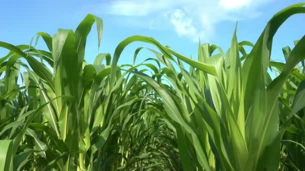 Le champ de maïs vert sur fond de montagnes et loges d'agriculteurs sur une ferme en été journée ensoleillée 