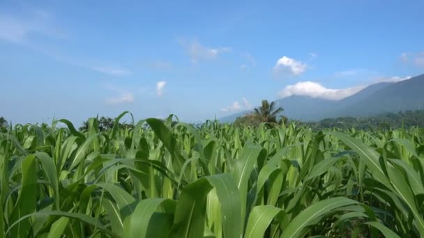 夏天阳光明媚的日子 在一个农场的山岗和农舍的背景下 一片翠绿的玉米地 在4K的大棚里被射中 — 图库视频影像