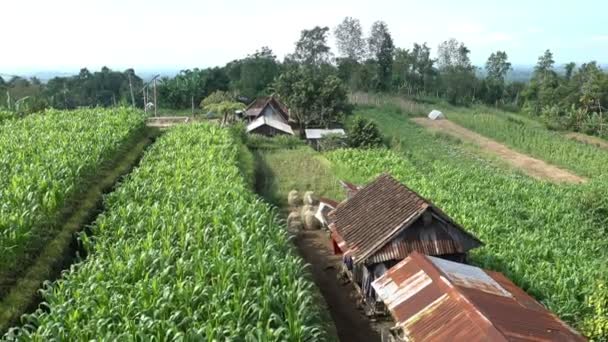 Mező Zöld Kukorica Hátterében Hegyek Kunyhók Mezőgazdasági Termelők Egy Gazdaságban — Stock videók