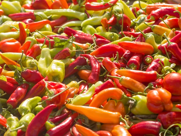 Colorful Vegetable Peppers — ストック写真