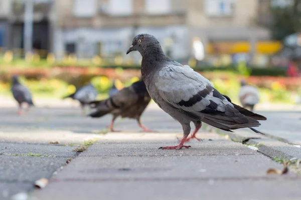 Pombo na rua — Fotografia de Stock