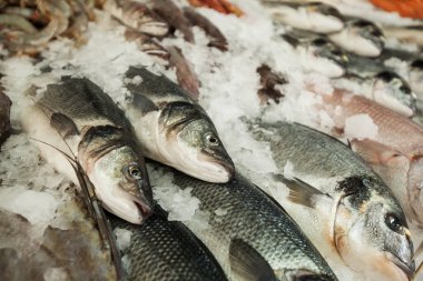 Taze deniz balığı.