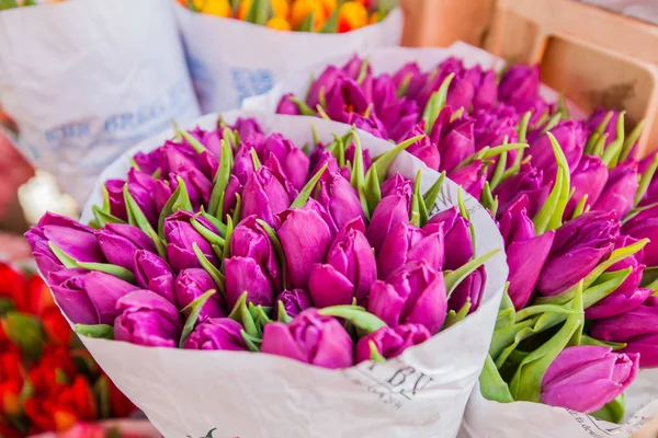 Tulip Flower på marknaden — Stockfoto