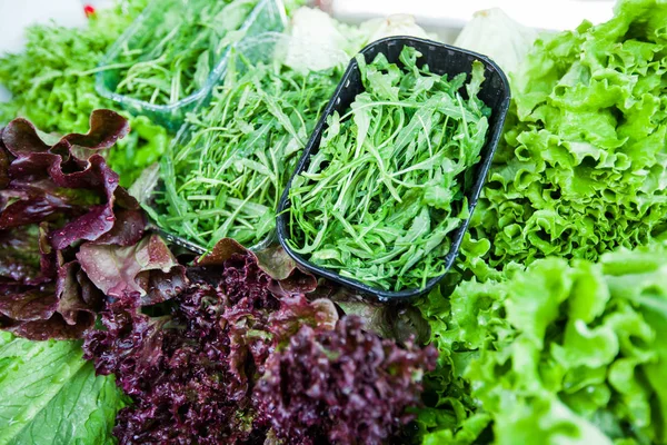 Fresh Green Lettuce — Stock Photo, Image