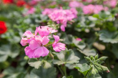 renkli bahar çiçek