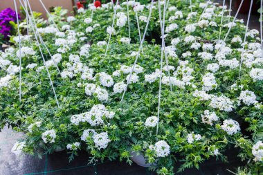 Çiçek Bahçe mağazası