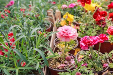 Çiçek Bahçe mağazası