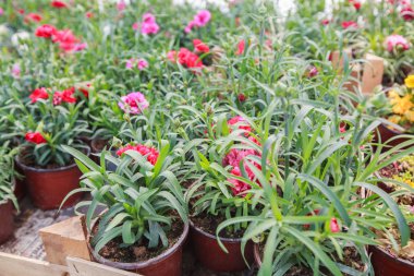 Çiçek Bahçe mağazası