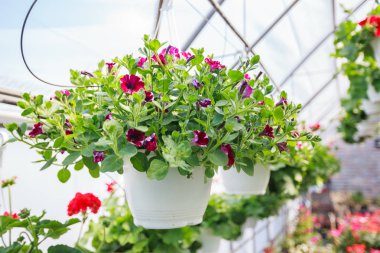 Çiçek Bahçe mağazası