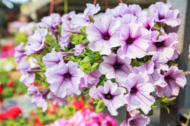 renkli bahar çiçek