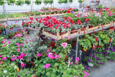 Çiçek Bahçe mağazası