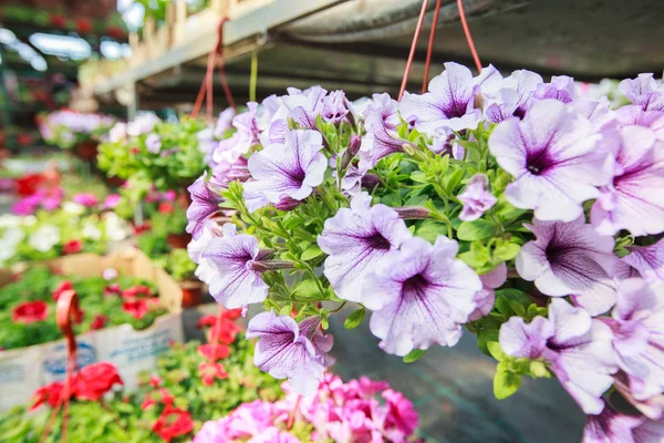 Tienda de flores Jardín —  Fotos de Stock