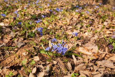 bahar çiçekleri doğa