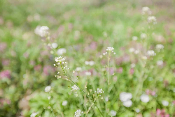 Flores da Primavera Natureza — Fotografia de Stock