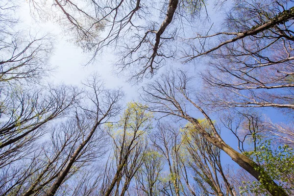 Bosque árbol ramas azul cielo — Foto de Stock