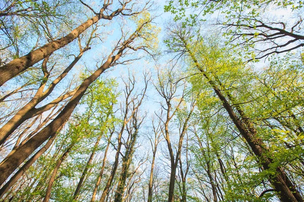 Bosque árbol ramas azul cielo —  Fotos de Stock