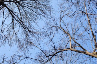 Orman ağaç dalları mavi gökyüzü