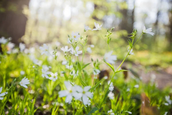 Primavera Flores Naturaleza —  Fotos de Stock