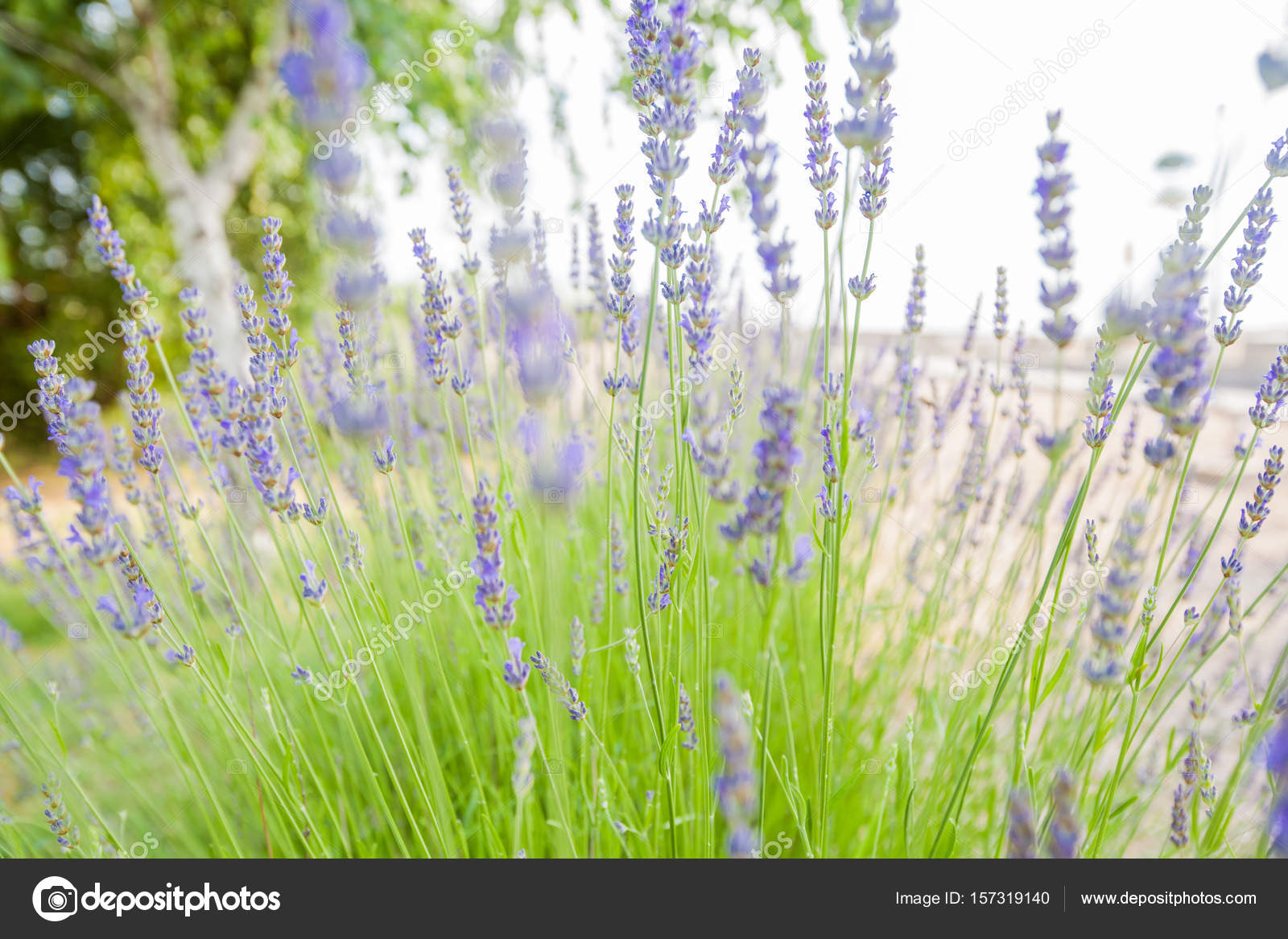 Flores de lavanda temporada de verano: fotografía de stock ©  MitaStockImages #157319140 | Depositphotos