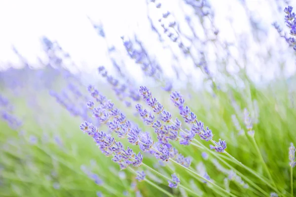 Lavender λουλούδια καλοκαίρι — Φωτογραφία Αρχείου