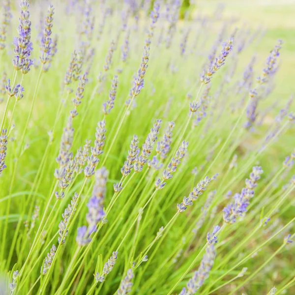 Lavender λουλούδια καλοκαίρι — Φωτογραφία Αρχείου