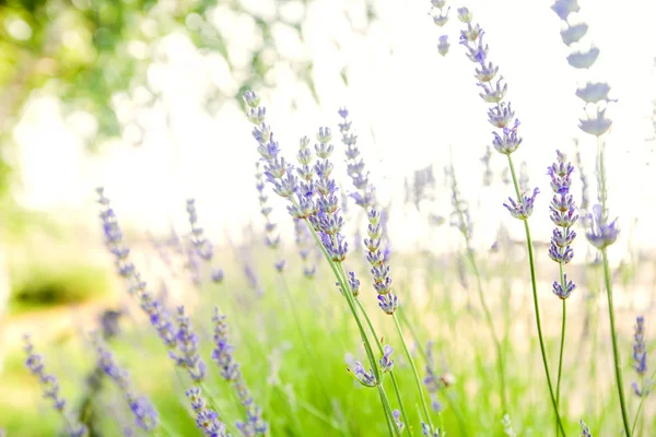 Lavendel blommor sommarsäsongen — Stockfoto