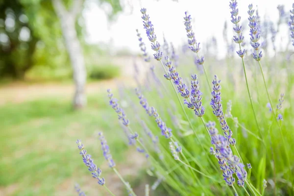 Lavender λουλούδια καλοκαίρι — Φωτογραφία Αρχείου