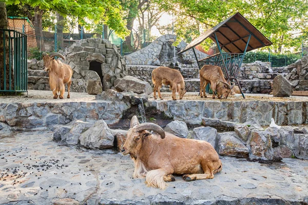 Domba barbar di ZOO — Stok Foto