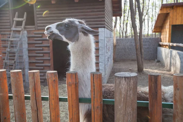 Lama animal no ZOO — Fotografia de Stock