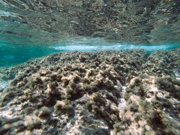 Víz alatti tengeri jelenet — Stock Fotó