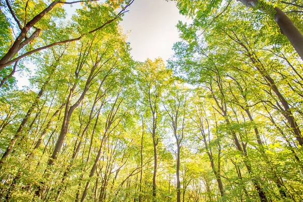 Sinta a natureza floresta de outono — Fotografia de Stock